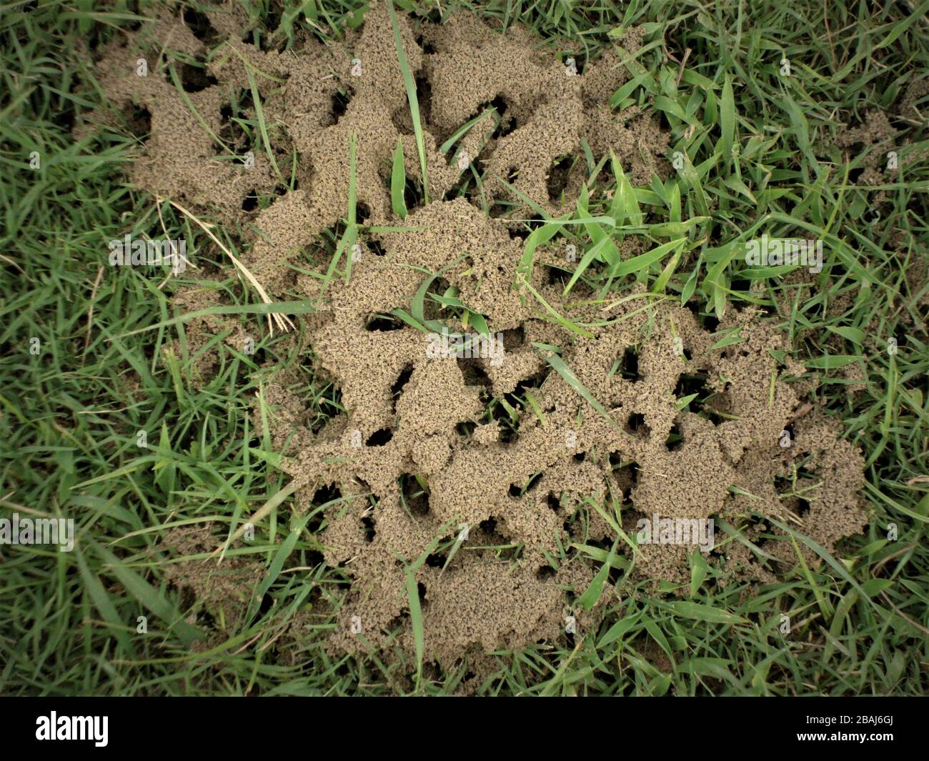 Vista ingrandita della colonia di formiche di nuova costruzione per gruppo di formiche per nidificare sotterraneo in giardino di rose, Faridabad, India Foto Stock