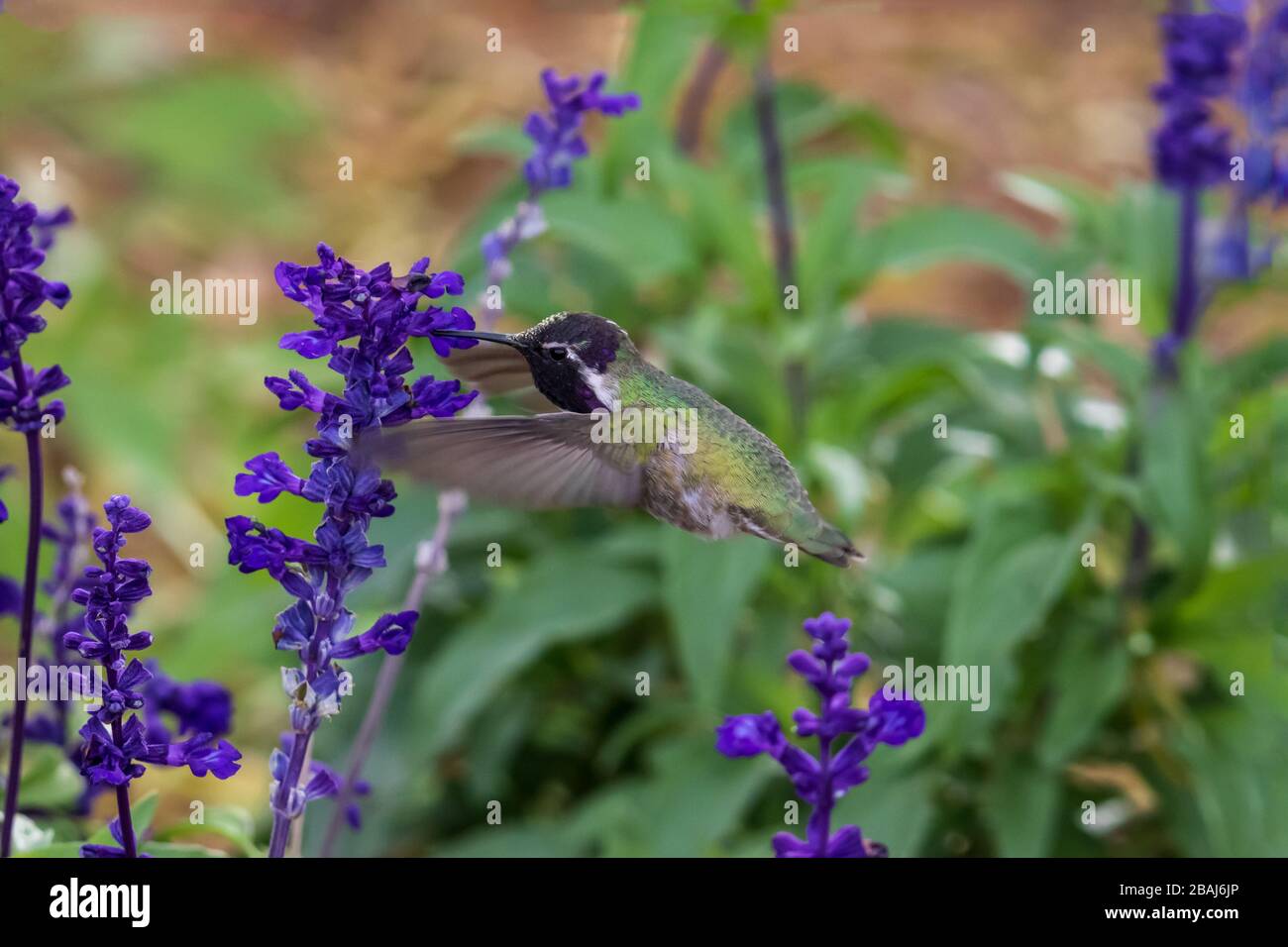 Costa (Hummingbird calypte costae) in bilico; luminoso testa viola, alimentando sui fiori viola. In Arizona deserto di Sonora. Foto Stock