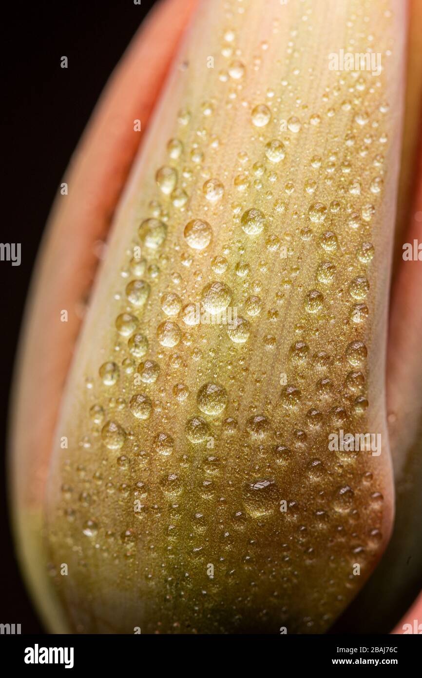 Verde tulipano fiore fioritura vicino ancora su uno sfondo nero Foto Stock