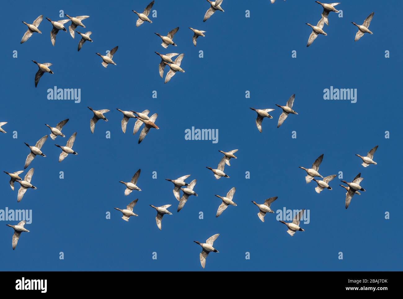 Gregge di Wigeon eurasiatico, Mareca penelope in volo sui livelli del Somerset in inverno. Foto Stock