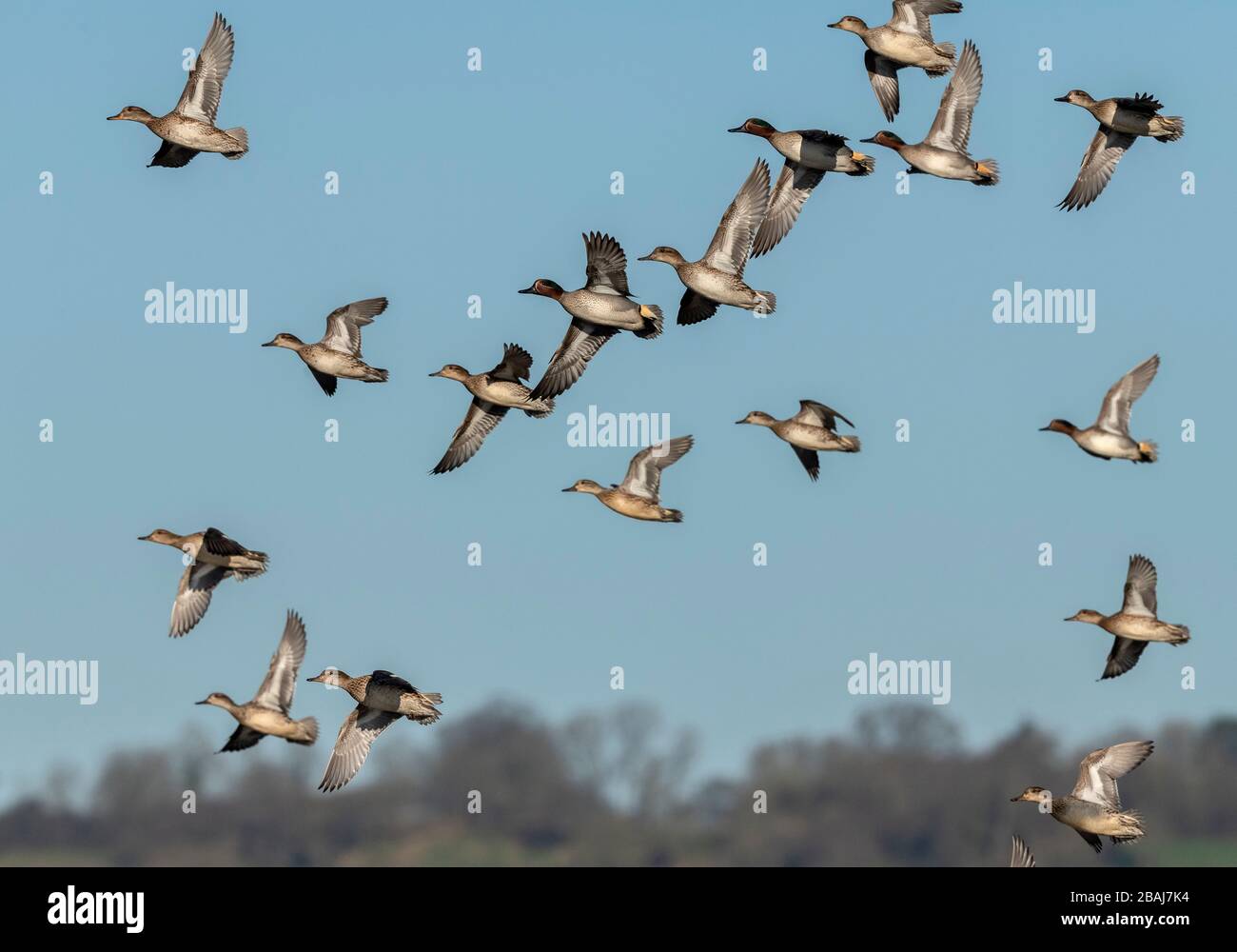 Gregge di Teal, Anas crecca, in volo in inverno, livelli Somerset. Foto Stock