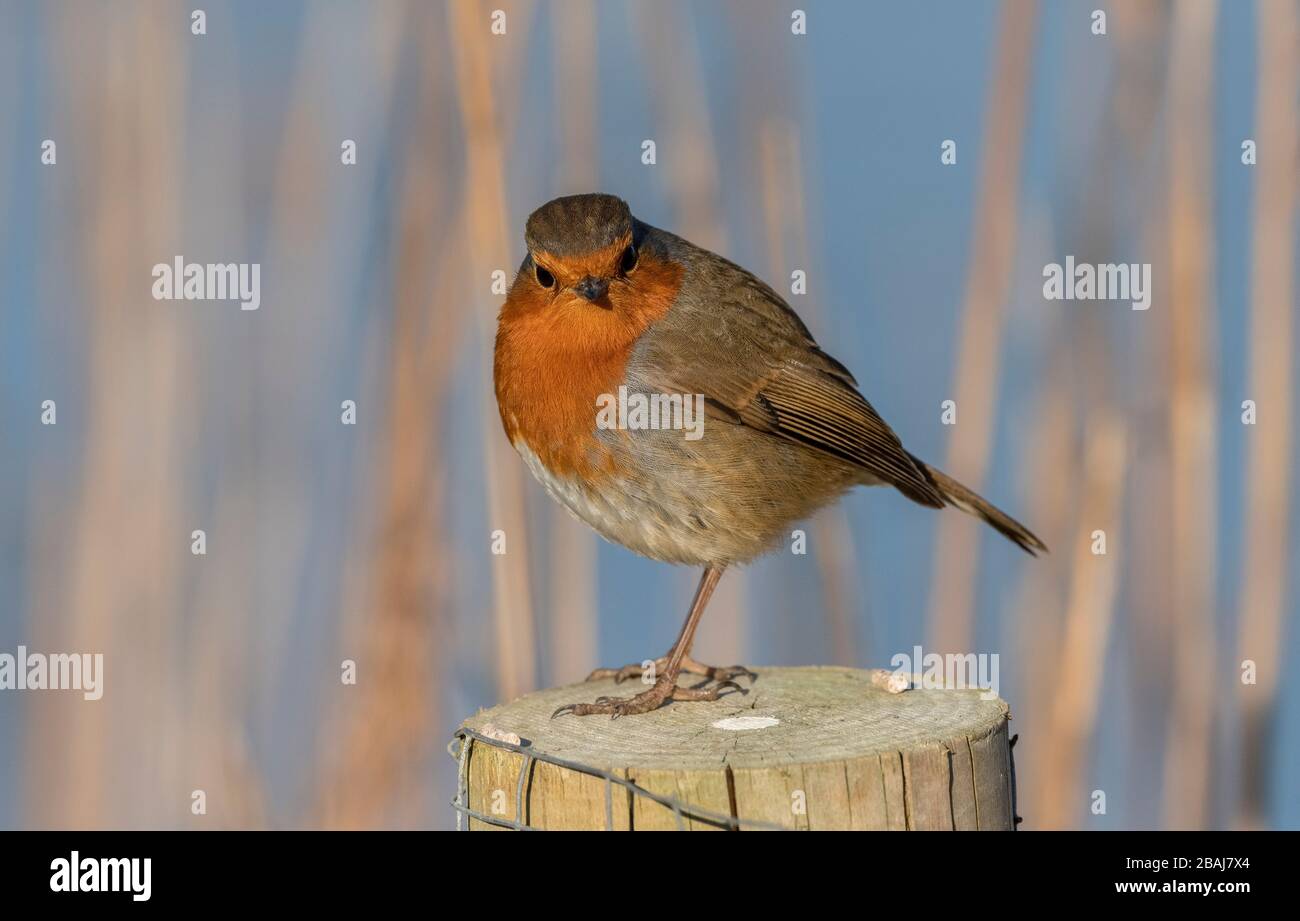 Europeo Robin, Erithacus rubecula, arroccato su palo in letto di canna, inverno. Dorset. Foto Stock