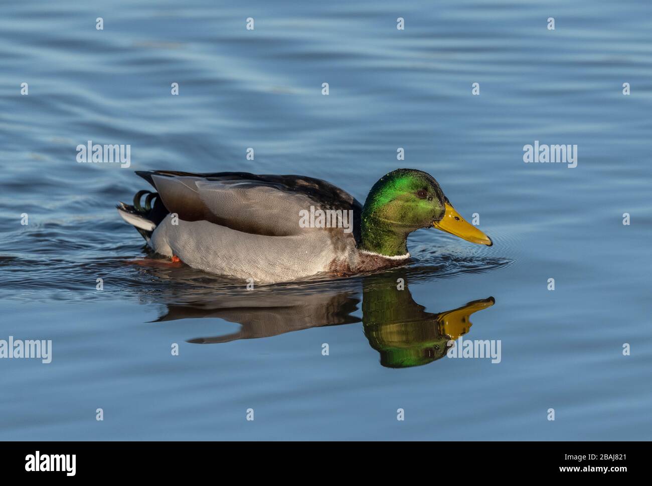 Maschio Mallard, Anas platyrhynchos, risplendente nel tardo inverno piumaggio. Foto Stock