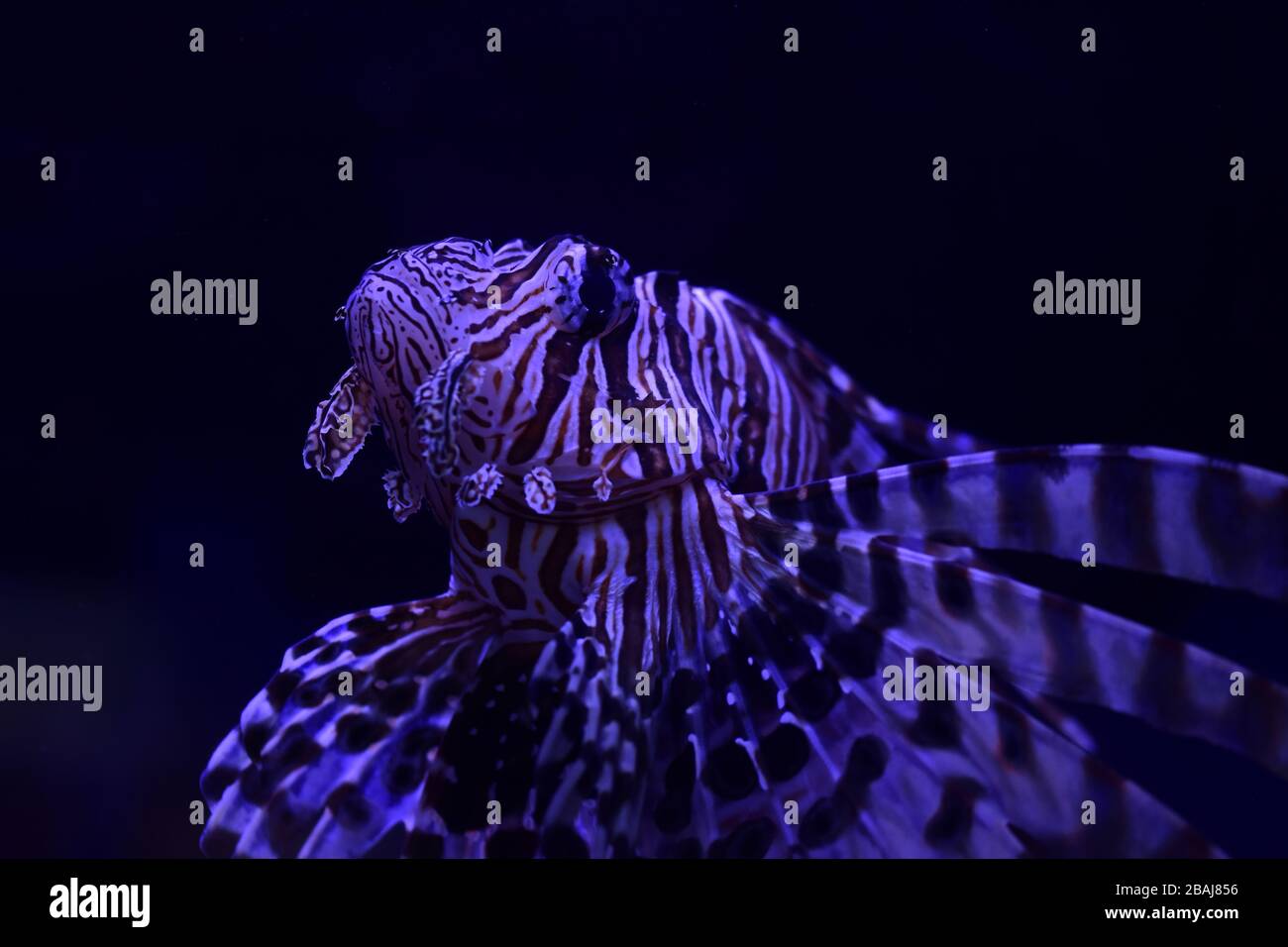 Il lionfish rosso (Pterois volitans) è un pesce venoso della famiglia Scorpaenidae, Ordine Scorpaeniformes Foto Stock