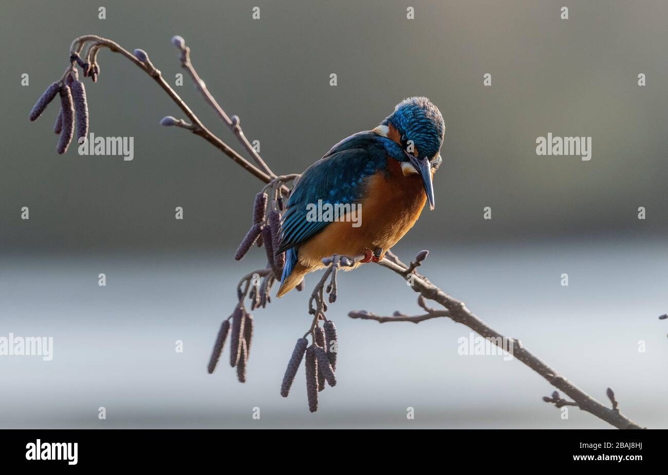 Martin pescatore comune, Alcedo Atthis, arroccato in albero di ontano, lago sospeso. Blashford, Hampshire. Foto Stock