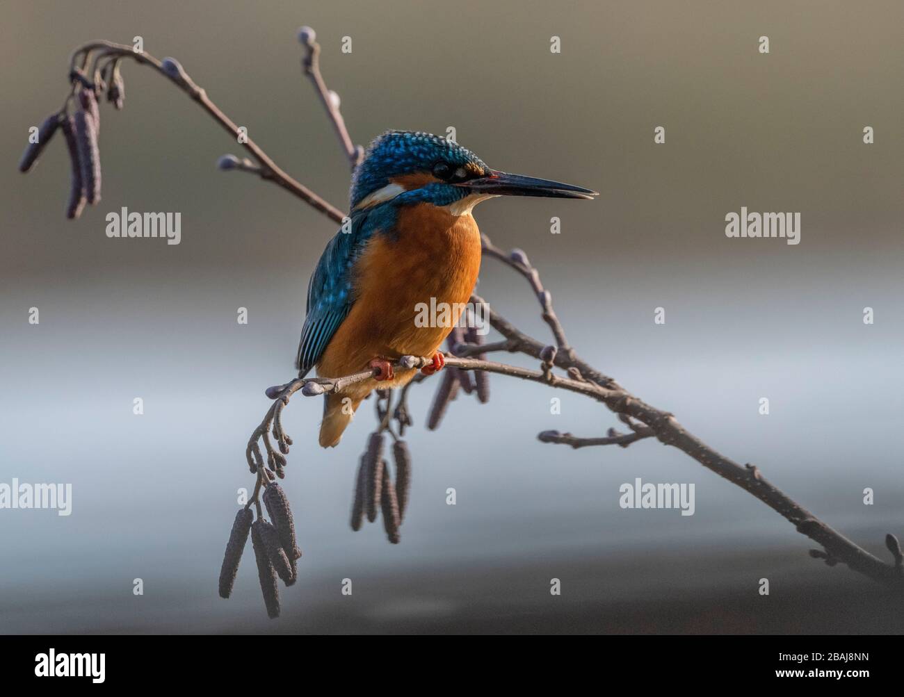 Martin pescatore comune, Alcedo Atthis, arroccato in albero di ontano, lago sospeso. Blashford, Hampshire. Foto Stock