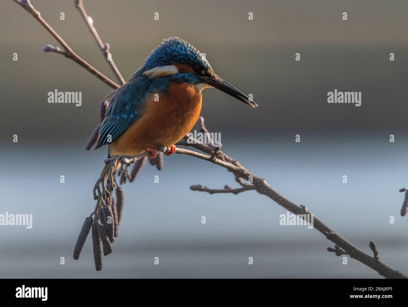 Martin pescatore comune, Alcedo Atthis, arroccato in albero di ontano, lago sospeso. Blashford, Hampshire. Foto Stock
