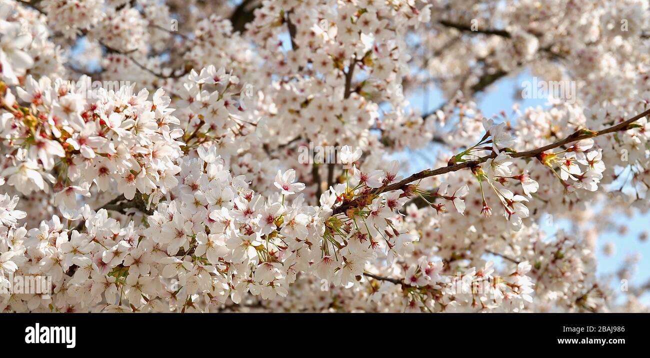 immagini di fiori di ciliegio