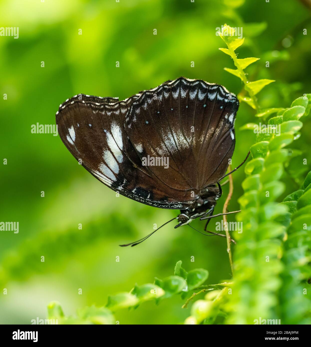 farfalla tropicale seduta chiusa sulla vegetazione testa giù, animale insetto macro Foto Stock