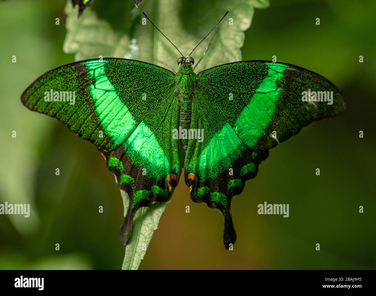 Verde farfalla tropicale smeraldo Swallowtail (Papilio palinurus) seduta aperta su una foglia, animale insetto macro Foto Stock