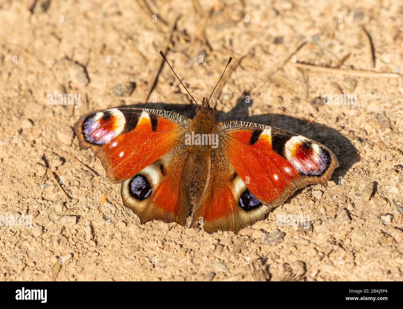 Farfalla di pavone (Aglais io) seduta aperta a terra, macro di insetti animali Foto Stock