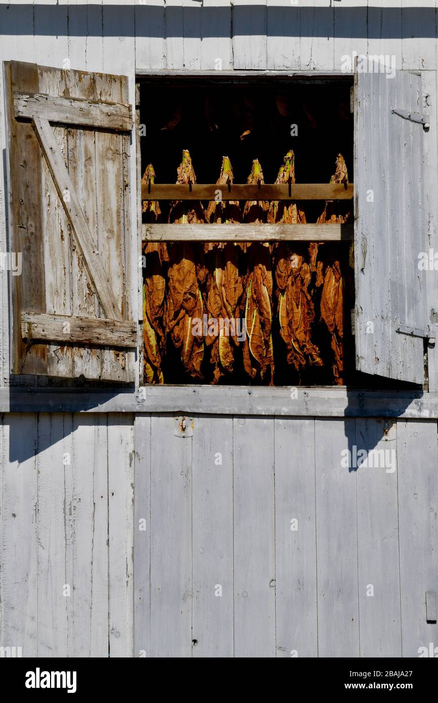 Primo piano di persiane aperte a tenuta fienile superiore con foglie di tabacco appeso in apertura già cominciando a girare da verde a marrone; Lancaster Connell Foto Stock