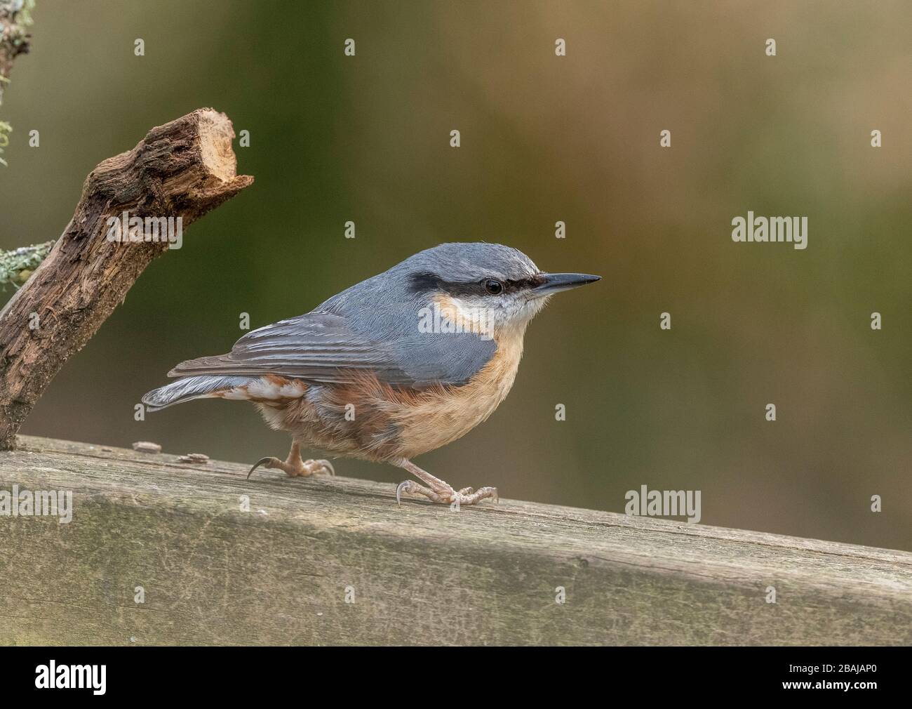 Nuthatch eurasiatico, Sitta europaea, arroccato su recinzione in bosco. Foto Stock