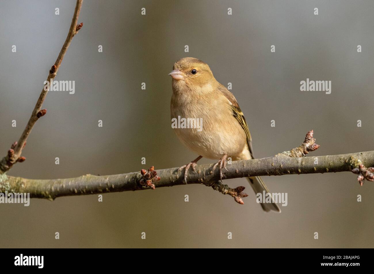 Femmina Chaffinch, Fringilla coelebs, arroccato sul ramo in inverno. Foto Stock