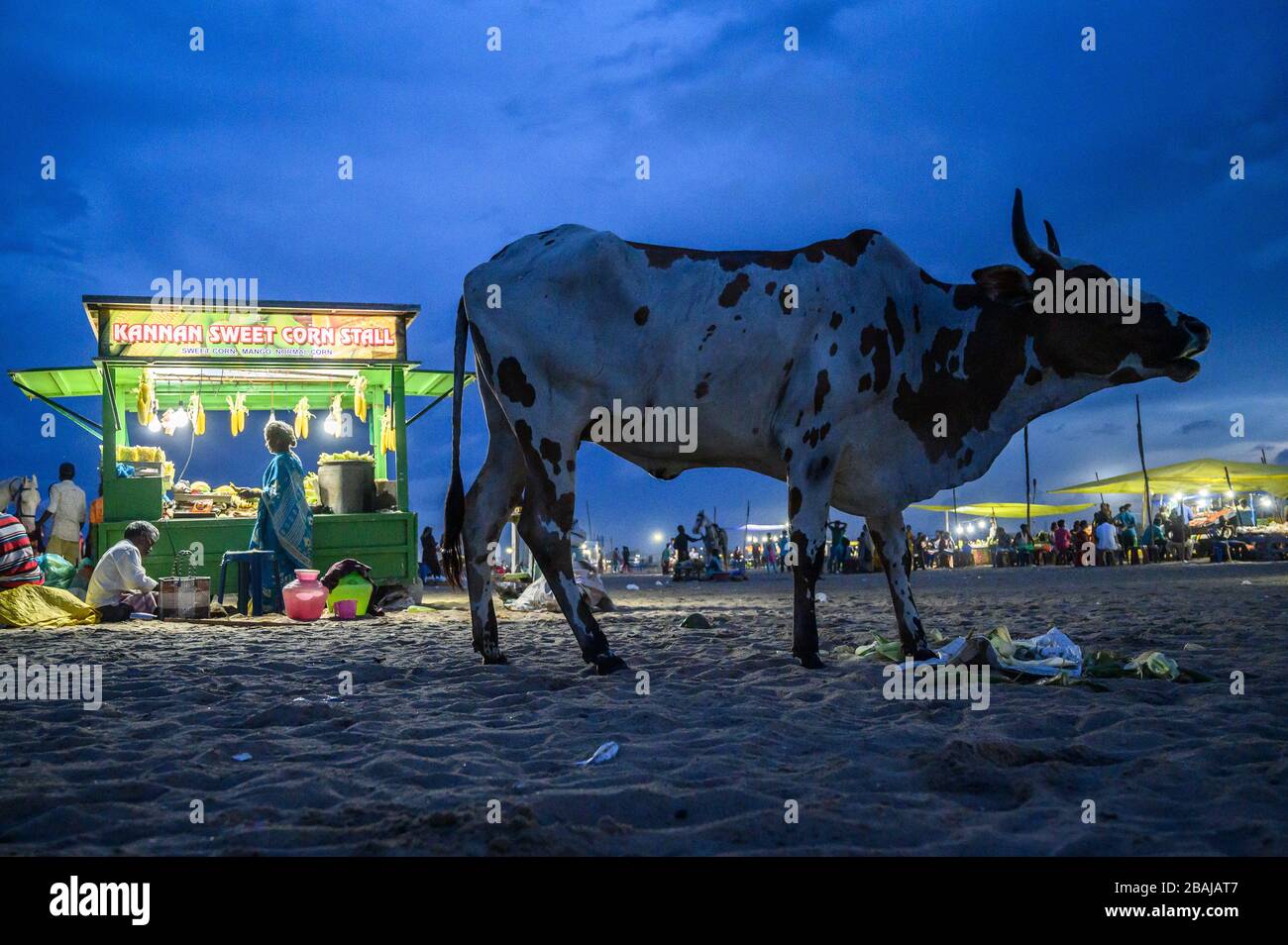 Un toro che si alimenta sulla spiaggia con un fornitore di mais in background, Marina Beach, Chennai, India Foto Stock