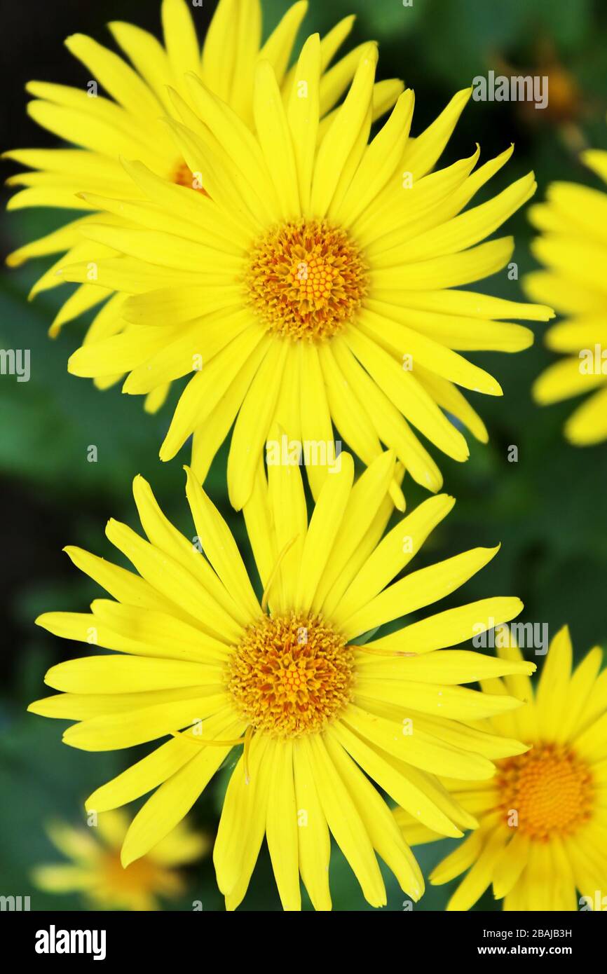 Estate fiori gialli Doronicum. Pianta ornamentale nella famiglia delle  Asteraceae Foto stock - Alamy