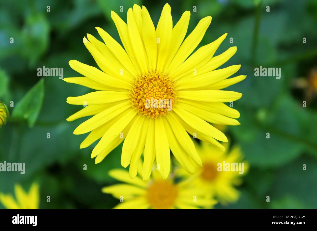 Estate fiori gialli Doronicum. Pianta ornamentale nella famiglia delle  Asteraceae Foto stock - Alamy