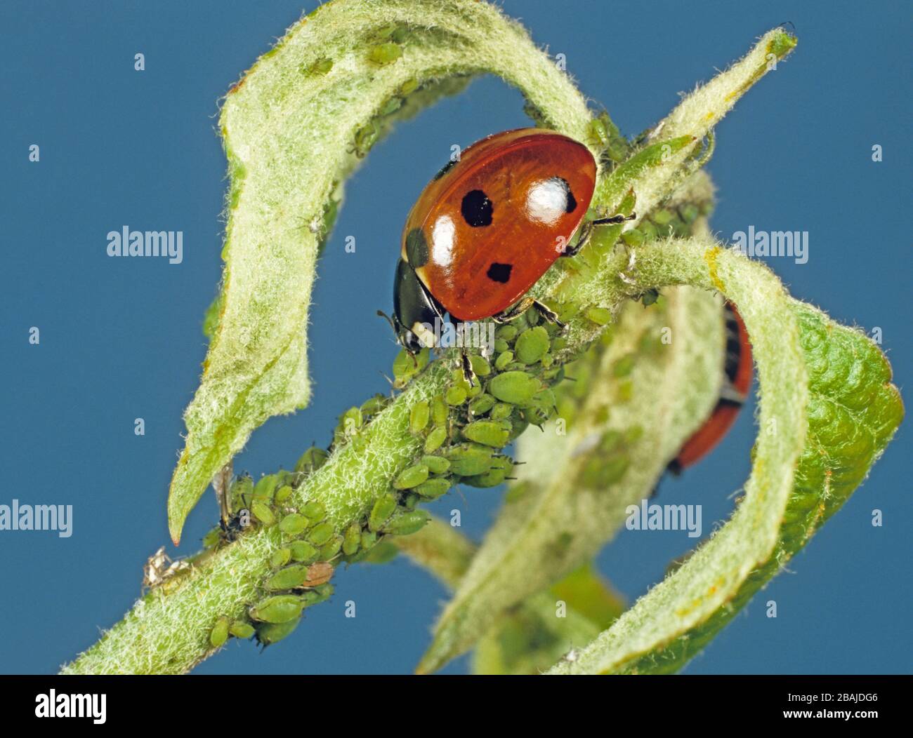Sette spot ladybird (Coccinella septumpunctata) preying su afidi mela (Aphis pomi) su un giovane tiro di mela Foto Stock