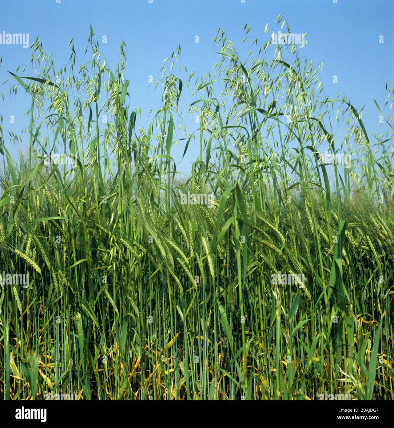 Avene selvatiche (avena fatua) erba annuale coltivabile erbacce fiorite picchi in orzo raccolto in orecchio verde Foto Stock