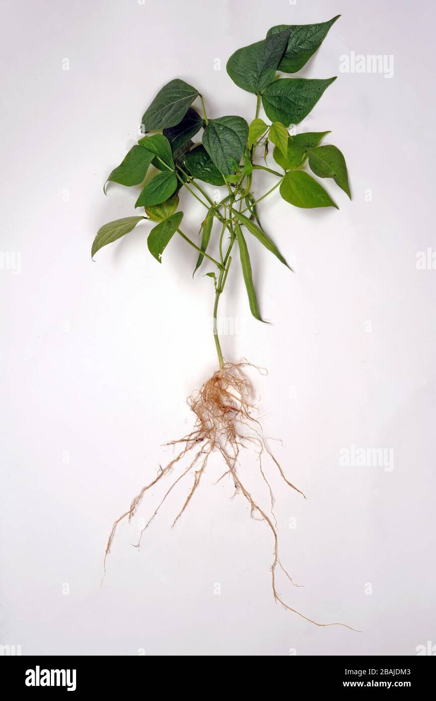 Francese o fagiolo verde (Phaseolus vulgaris) struttura vegetale, radici, foglie e baccelli Foto Stock