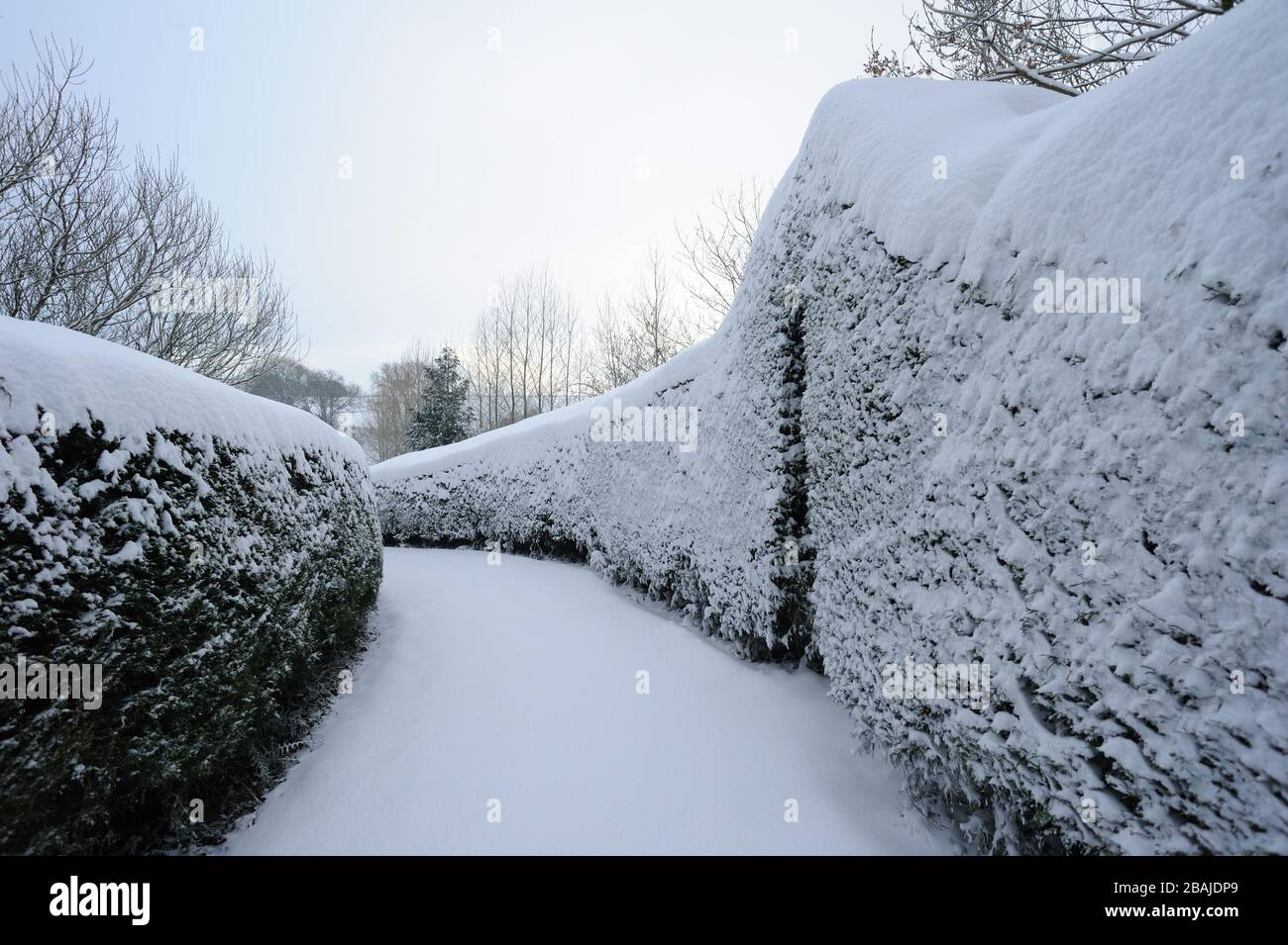 Leyland cipresso hedge (Cupressocyparis leylandii) viale sempreverde con una dolce copertura di neve in un giardino Devon, dicembre Foto Stock