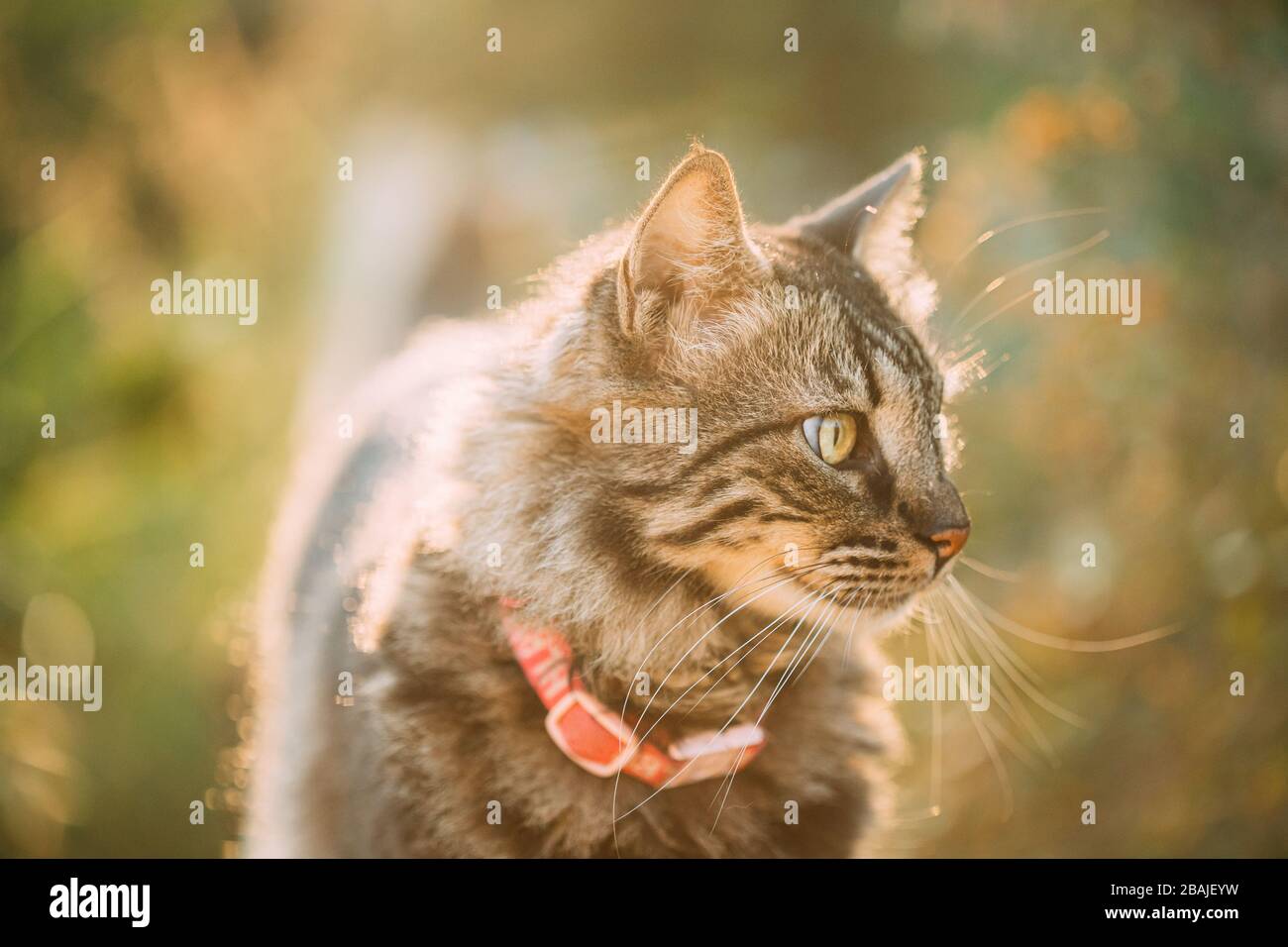 Meraviglioso Gray Cat Outdoor Ritratto in Sunny Day. Primo piano. Foto Stock