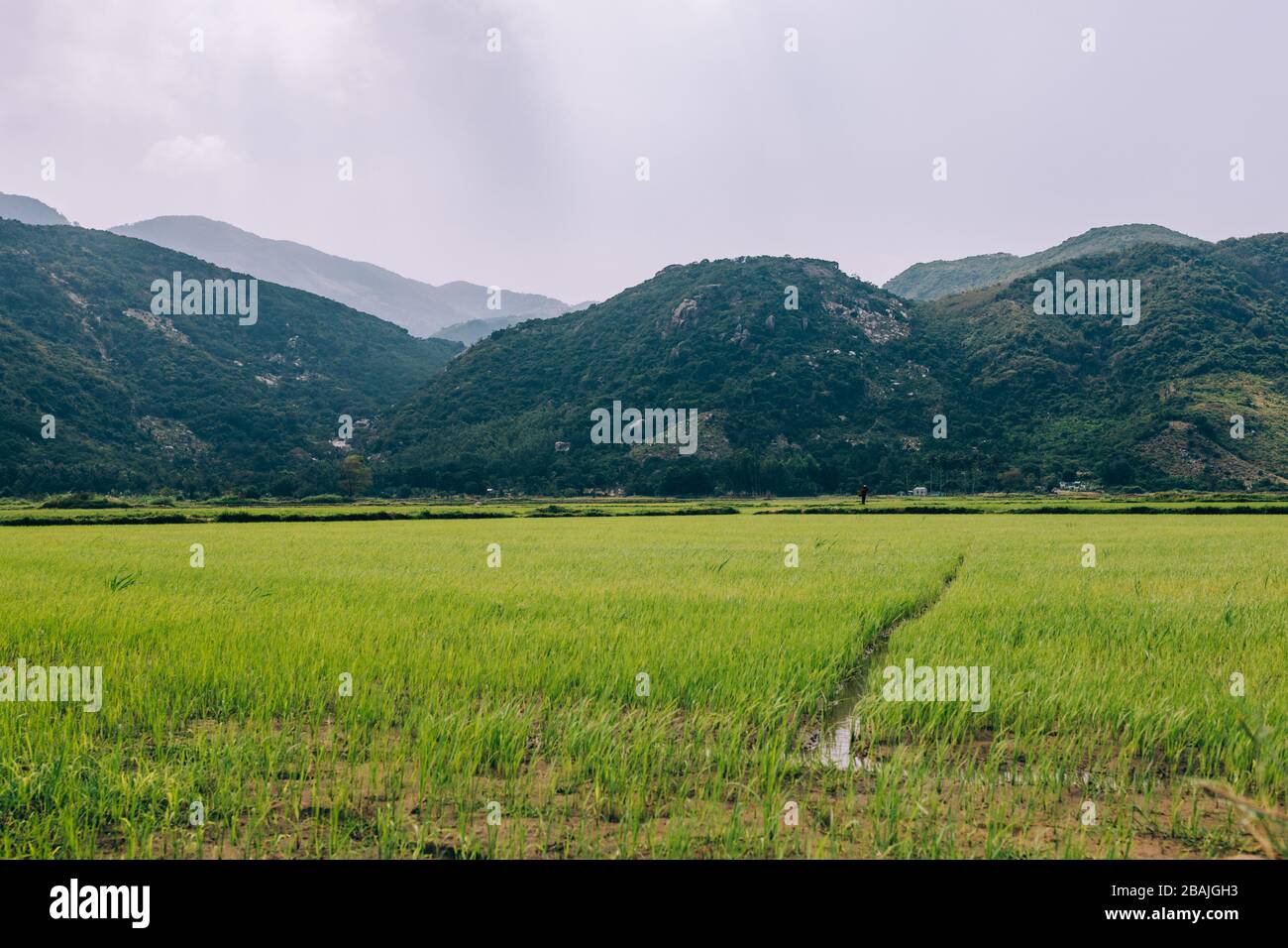 Vista di una risaia verde, riso giovane. Campo con approvvigionamento di acqua. Foresta pluviale e montagne sullo sfondo. Terra agricola dell'Asia. Tempo di sole. Foto Stock