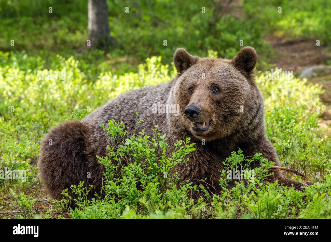 Orso marrone nella foresta estiva. Vista frontale. Nome scientifico: Ursus arctos. Habitat naturale. Foto Stock