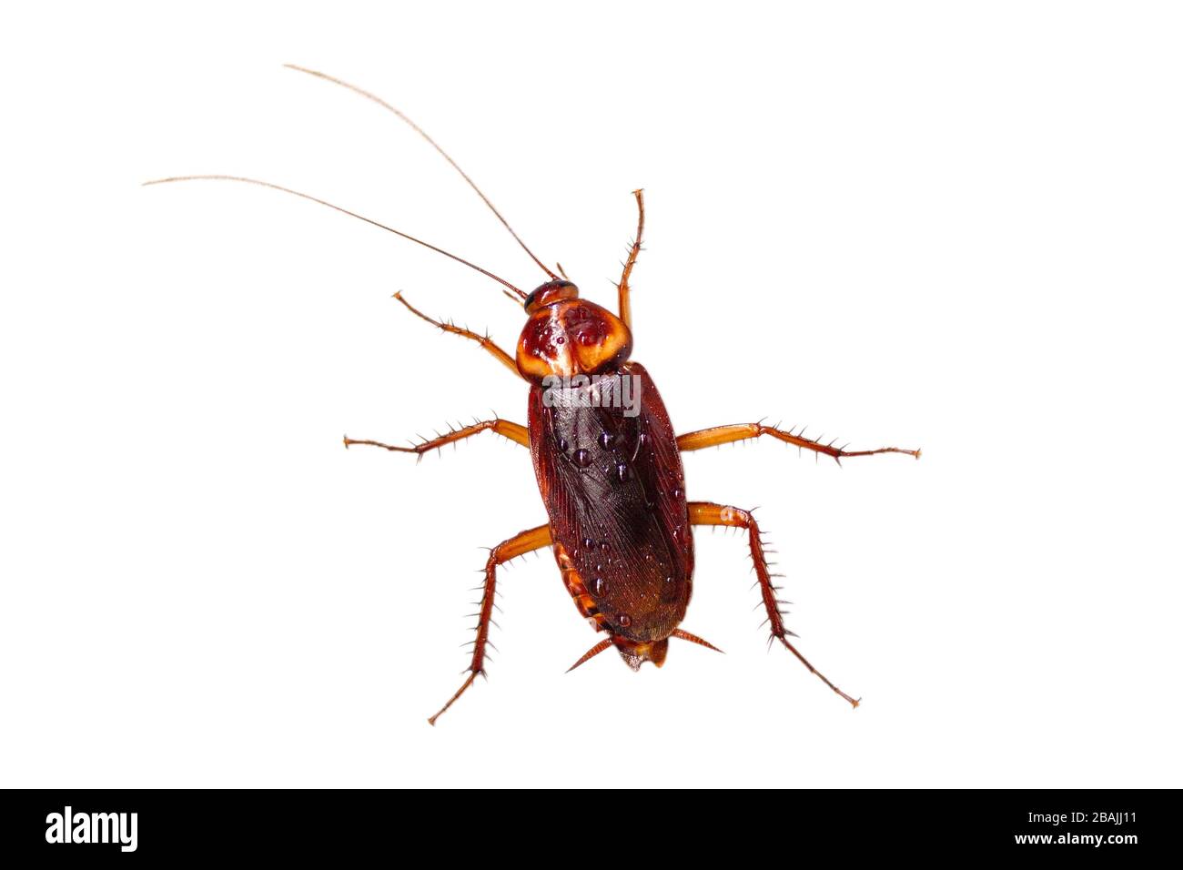 Il cockroach ha la condensa sul corpo isolato su sfondo bianco. Foto Stock