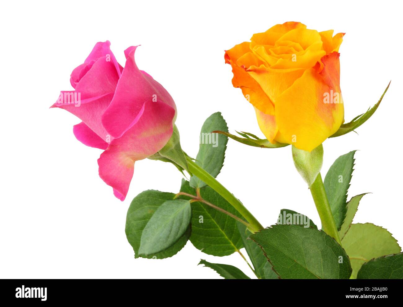 Due Rose (Rosacee) isolato su sfondo bianco, incluso il percorso di clipping. Germania Foto Stock
