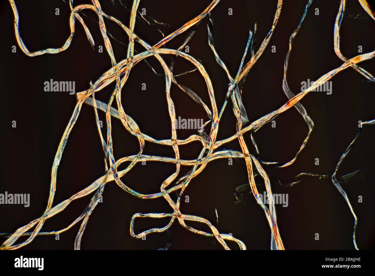 Fibre di cotone, illuminazione a polarizzazione incrociata, fotomicrografia Foto Stock