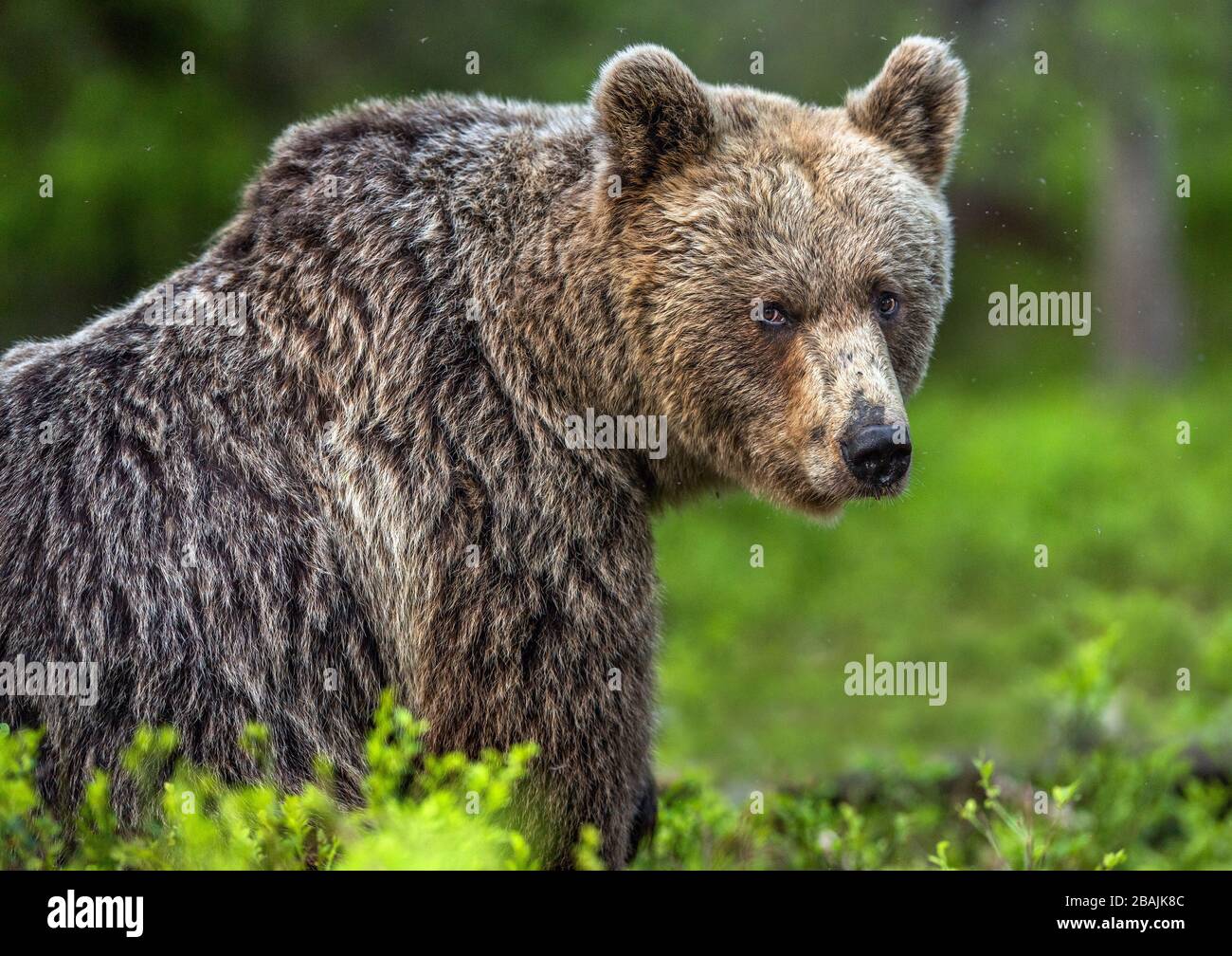 Orso marrone nella foresta estiva. Nome scientifico: Ursus arctos. Habitat naturale. Foto Stock