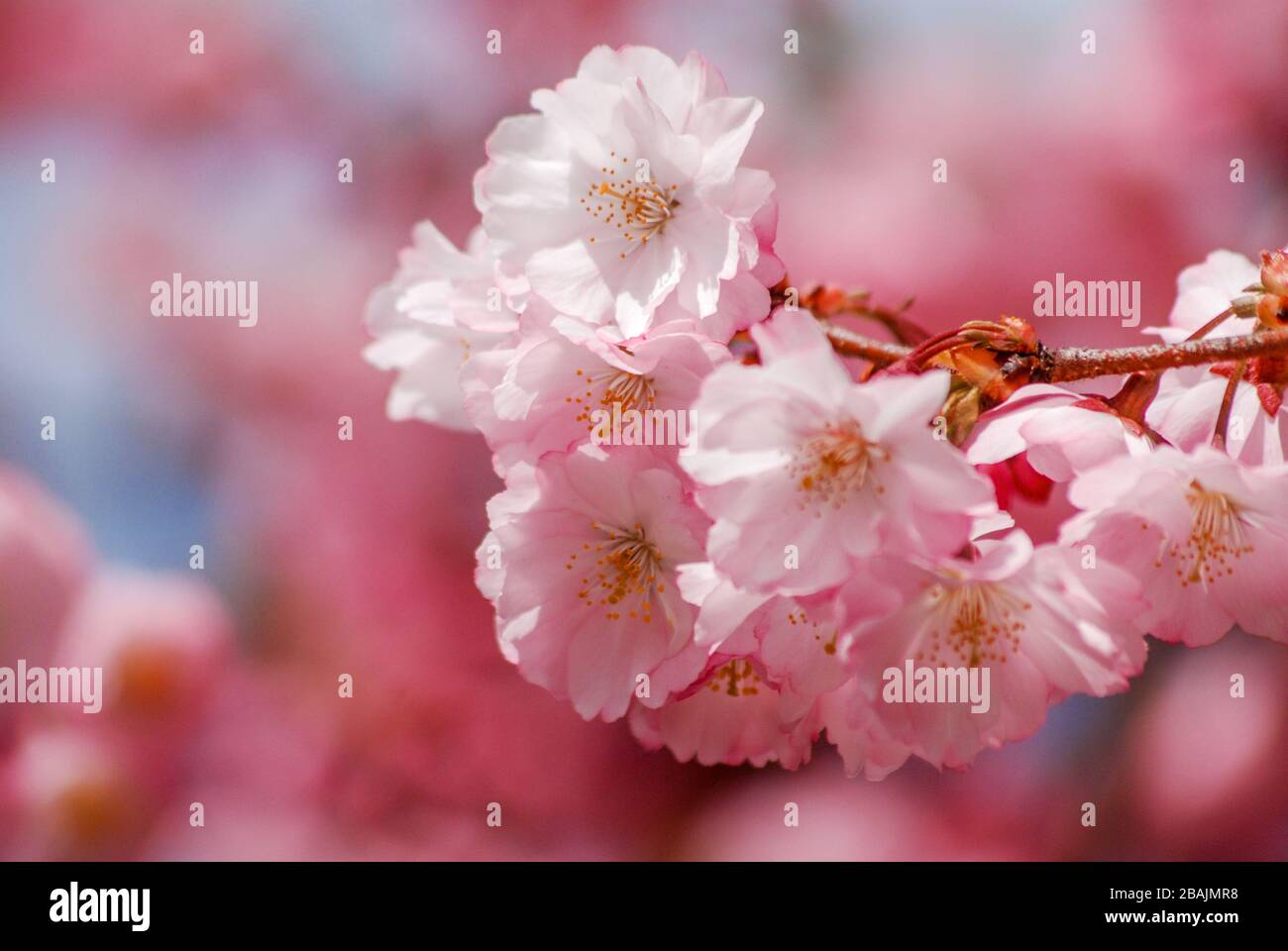 Kirschblüten Frühling Foto Stock