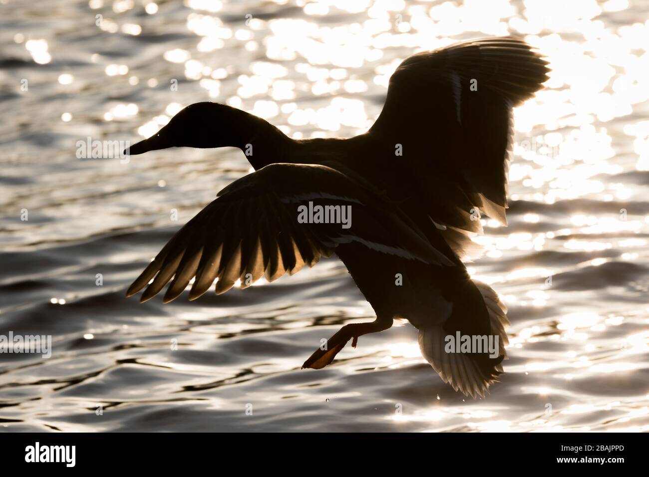 Un'anatra vola, silhouette contro la superficie incandescente di un lago, a Bushy Park, Londra ovest Foto Stock