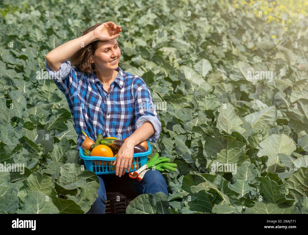 donna che riposa dopo il lavoro in campo e tiene un cesto con verdure raccolte. donna che lavora su un campo agricolo in una giornata di sole Foto Stock