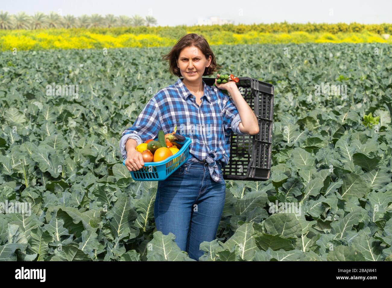 donna che riposa dopo il lavoro in campo e tiene un cesto con verdure raccolte. donna che lavora su un campo agricolo in una giornata di sole Foto Stock