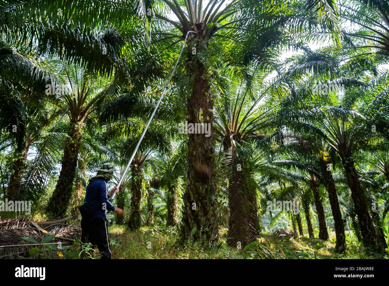 Operatore di olio di palma che lavora nel giardino di palma Foto Stock