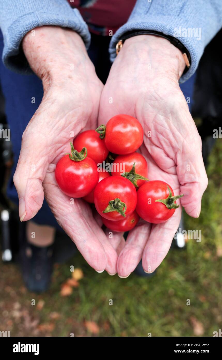 Una casa di cura residente con pomodori è cresciuta nel giardino comunale. Darlington, County Durham, Regno Unito. 17/8/2017. Fotografia: Stuart Boulton. Foto Stock