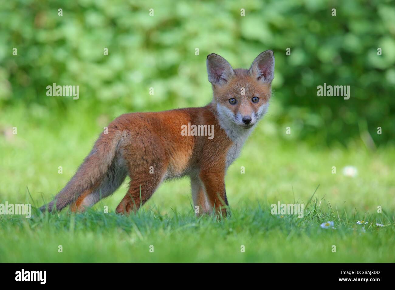 Un cucciolo o un kit Red Fox (Vulpes vulpes) in primavera nel sud dell'Inghilterra, Regno Unito Foto Stock