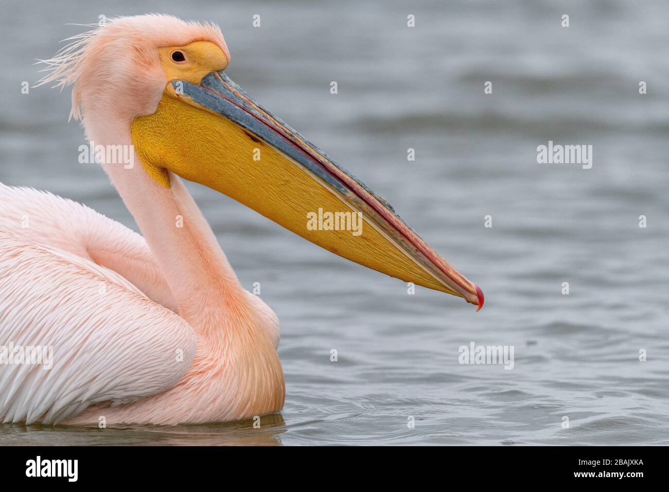 Maschio Grande pellicano bianco, Pelecanus onocrotalus, in piumaggio di razza rosa, Lago Kerkini, Grecia. Foto Stock