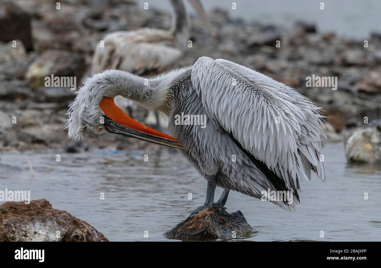 Pellicano dalmata, Pelecanus crispus, in piumaggio di allevamento, arroccato sulla roccia, Lago Kerkini, Grecia. Fine inverno. Foto Stock