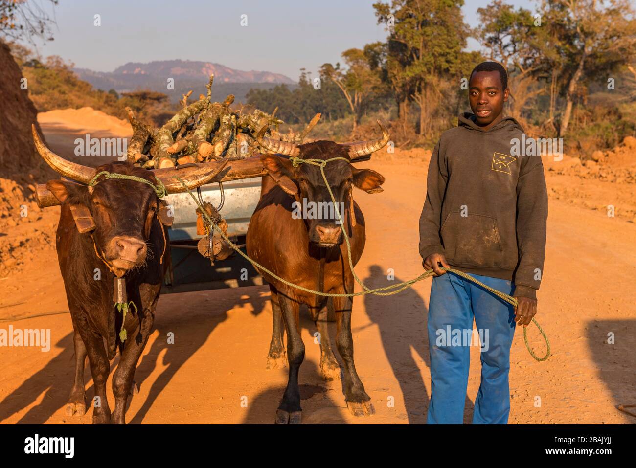 I cittadini dello Zimbabwe trasportano un carro di legno. Foto Stock