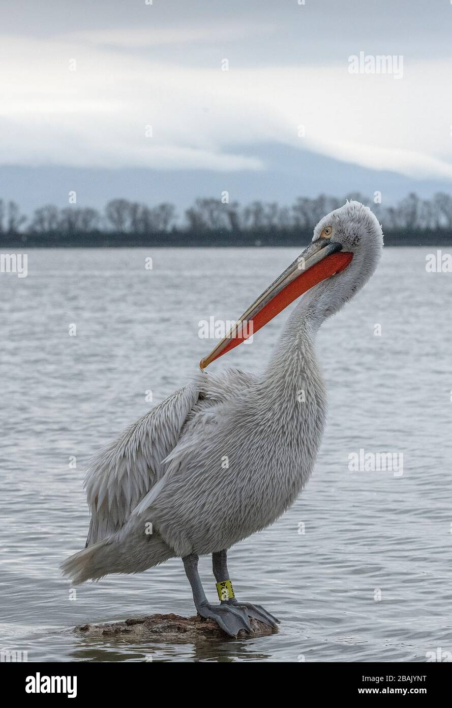 Pellicano dalmata, Pelecanus crispus, in piumaggio di allevamento, arroccato sulla roccia, Lago Kerkini, Grecia. Fine inverno. Foto Stock