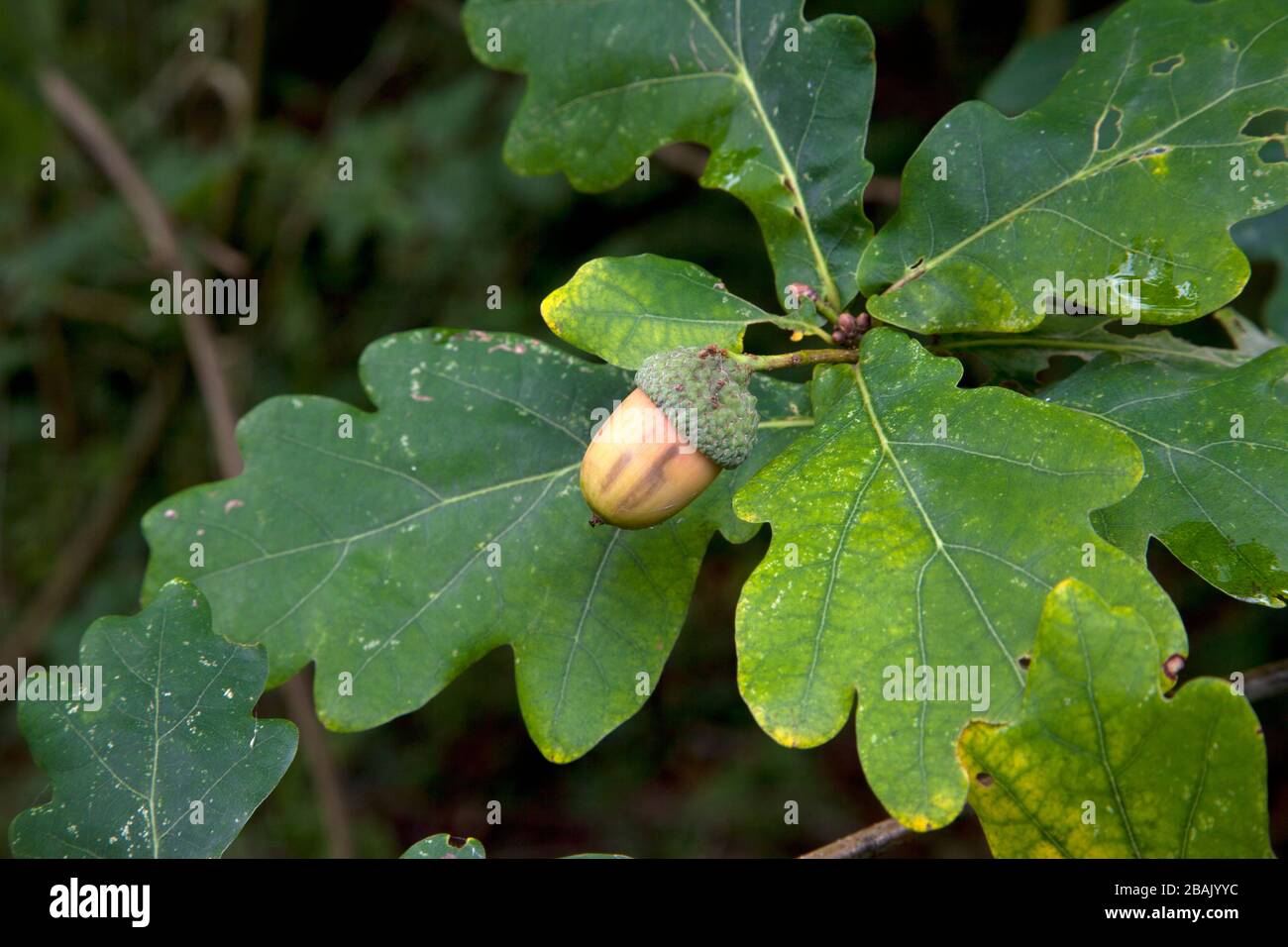 Un ghianda e foglie di quercia nel bosco vicino a Semley nel Wiltshire. Foto Stock