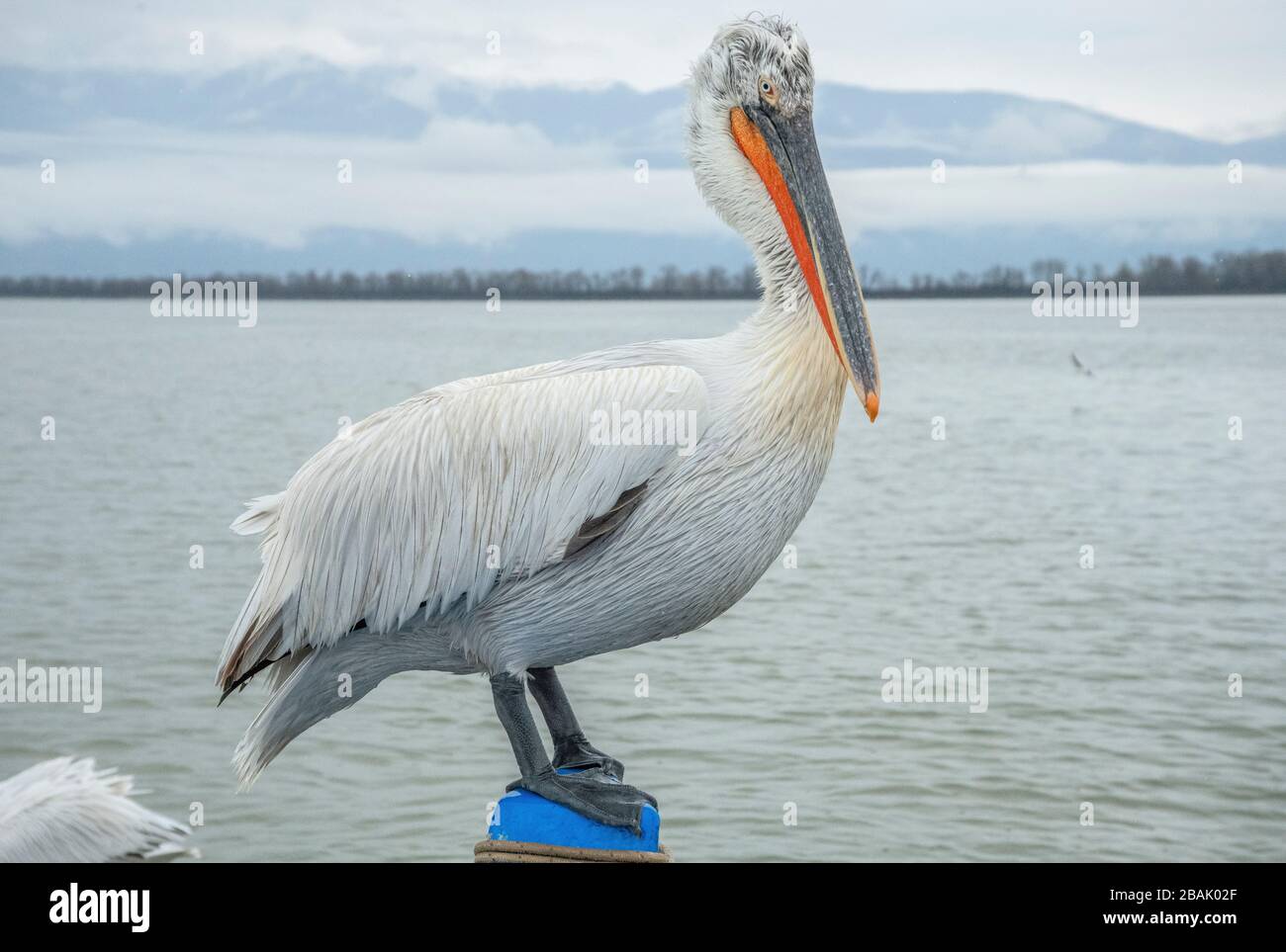 Pellicano dalmata, Pelecanus crispus, in piumaggio di allevamento, arroccato sulla roccia, Lago Kerkini, Grecia. Fine inverno. Foto Stock