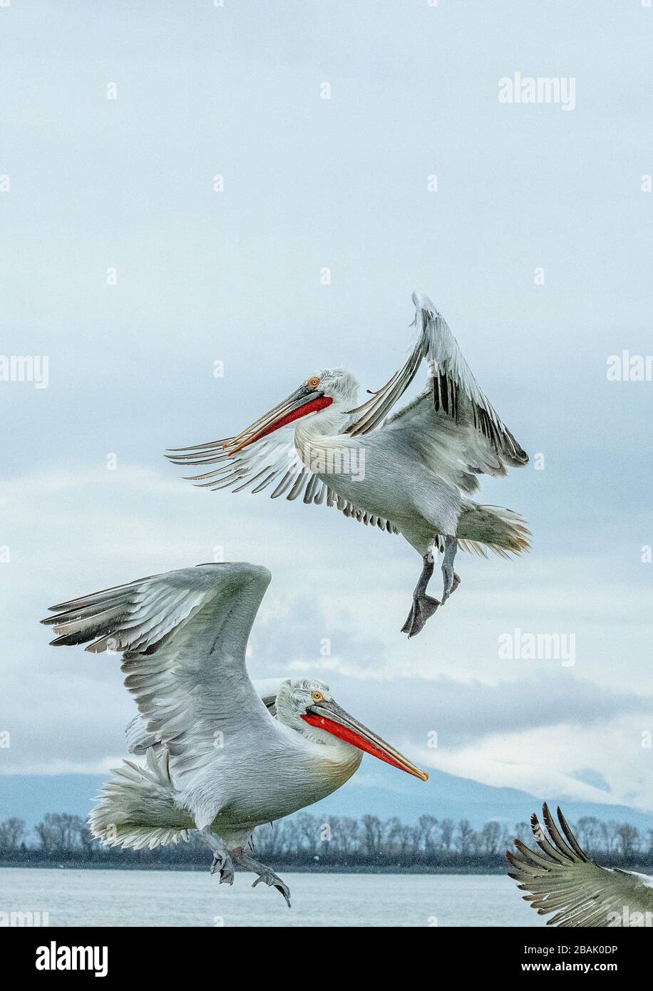 Pellicani dalmati, Pelecanus crispus, in piumaggio riproduttivo, in volo, sul Lago Kerkini, Grecia. Fine inverno. Foto Stock