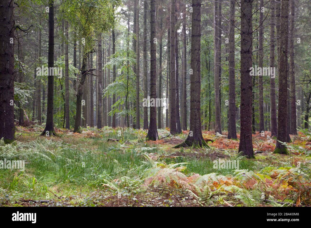 Alberi e bracken in Grosely Wood vicino Wilton nel Wiltshire. Foto Stock