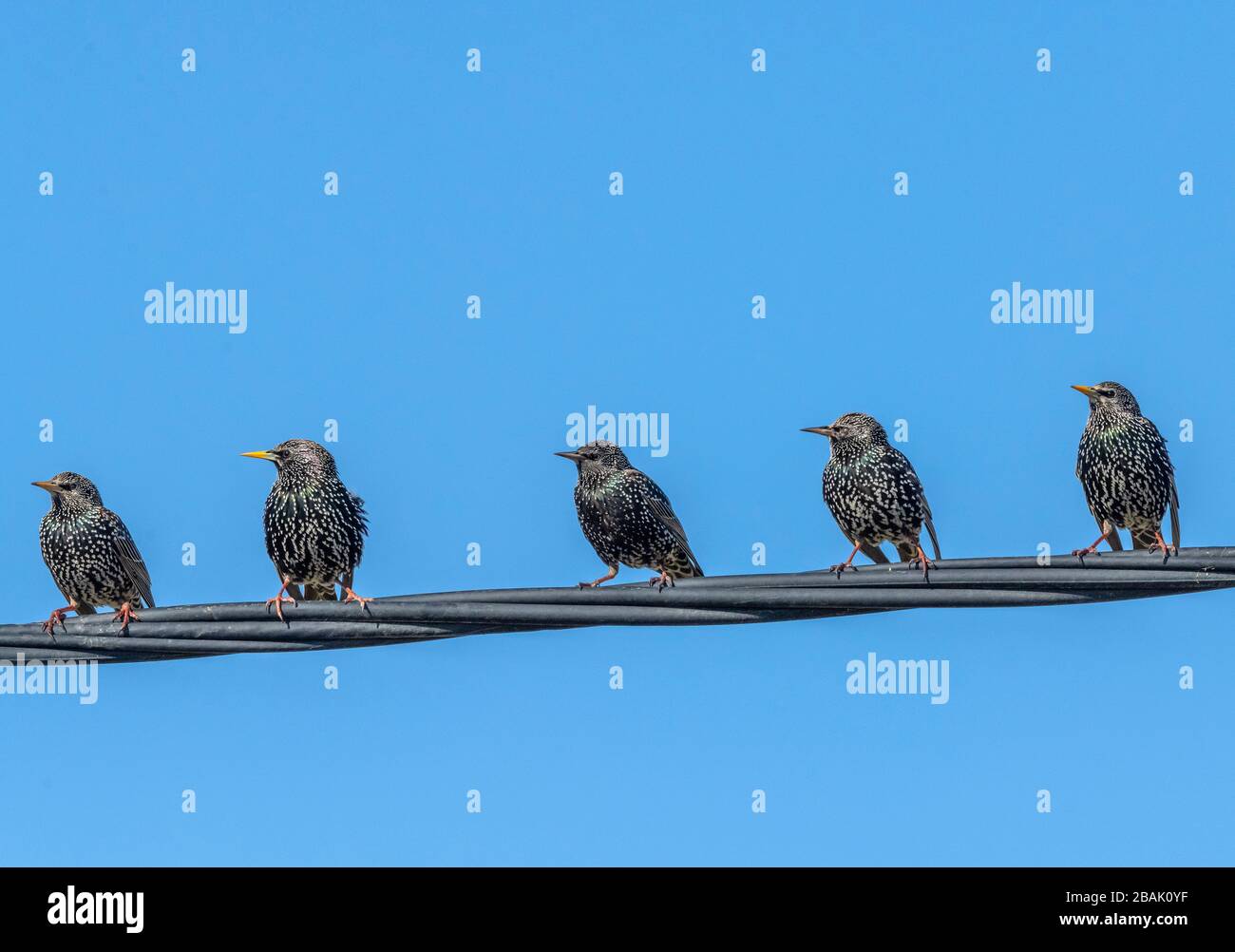 Gruppo di giovani comuni, Sturnus vulgaris, su filo telefonico, all'inizio della primavera. Foto Stock