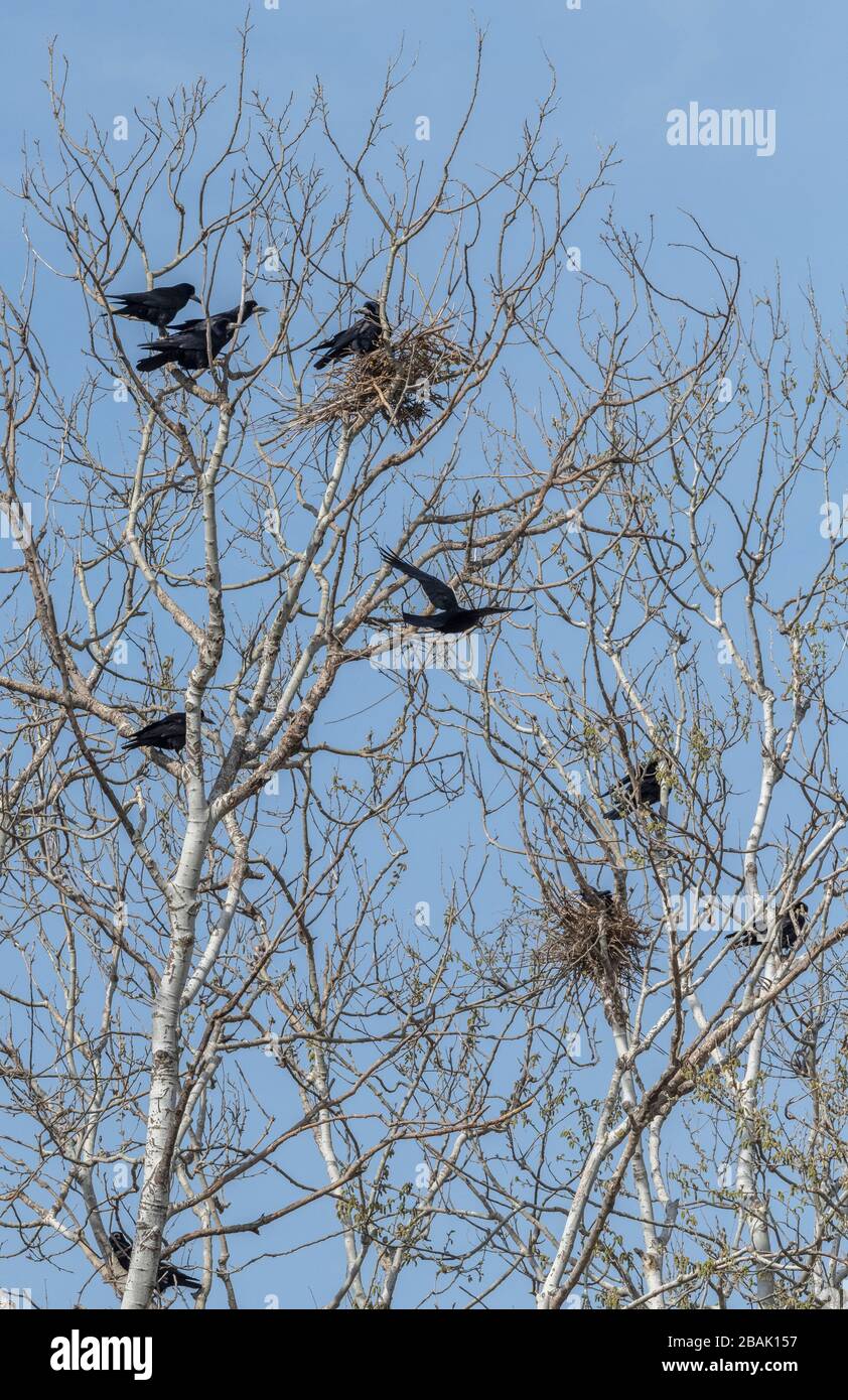 Rooks, Corvus frugilegus, volando intorno al rookery mentre i nidi stanno costruendo in primavera. Foto Stock