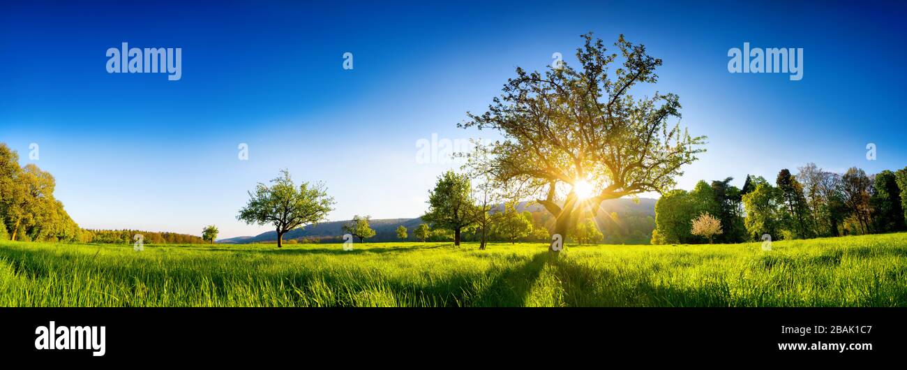 Il sole splende attraverso un albero su un prato verde, un paesaggio rurale panoramico vibrante con cielo blu chiaro prima del tramonto Foto Stock
